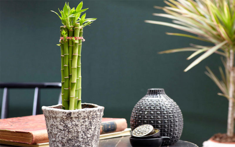 Cây cảnh trúc Phú Quý hợp với những người mệnh Hỏa tuổi Dậu.