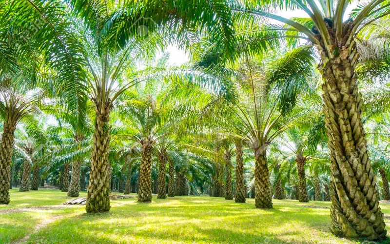 Cây cọ dầu thuộc cây thân gỗ