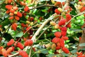 Phong thủy cây Dâu tằm và tác dụng bất ngờ của Dâu tằm với sức khỏe