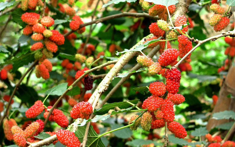 Cây dâu tằm có tuổi thọ khá cao