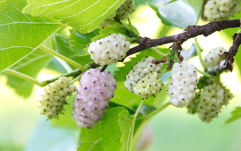 Cây dâu tằm trắng