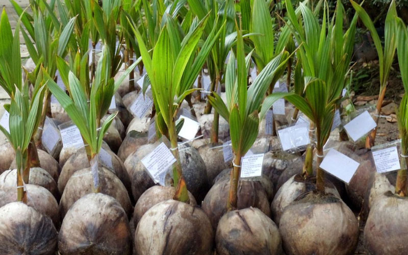 Cây dừa giống tại vườn ươm