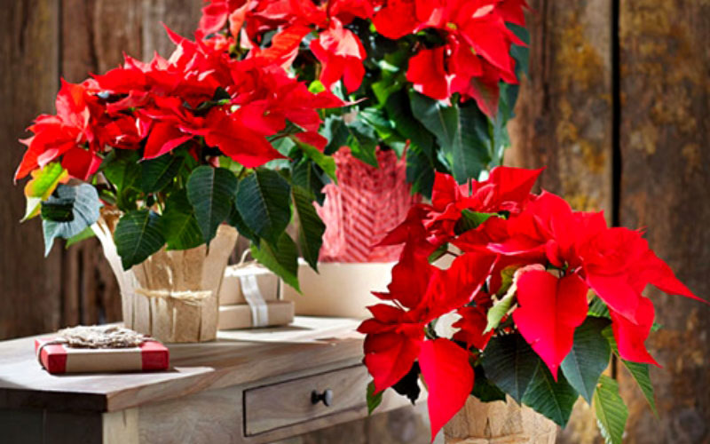 Cây Hoa Nhất Phẩm Hồng rất dễ trồng và chăm sóc.