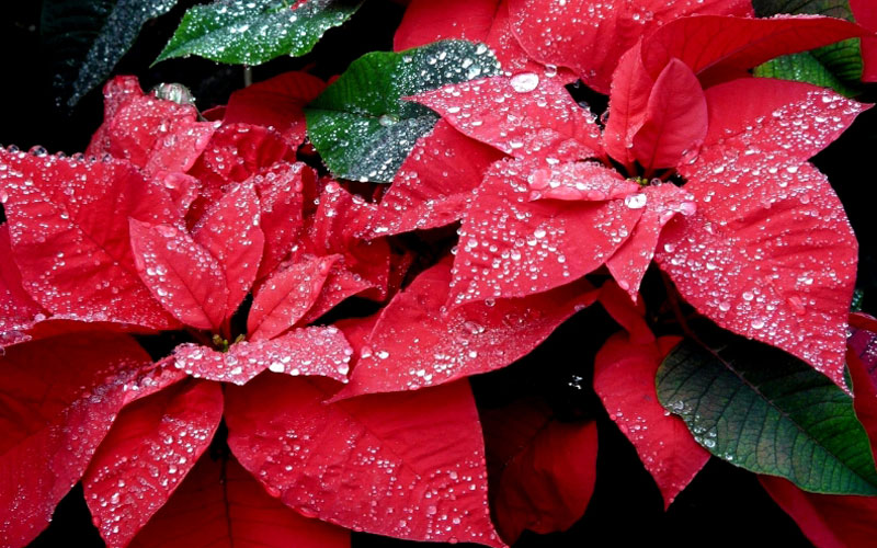 Cây hoa Trạng Nguyên là vị thuốc cực kỳ hiệu quả dùng để chữa nhiều bệnh.