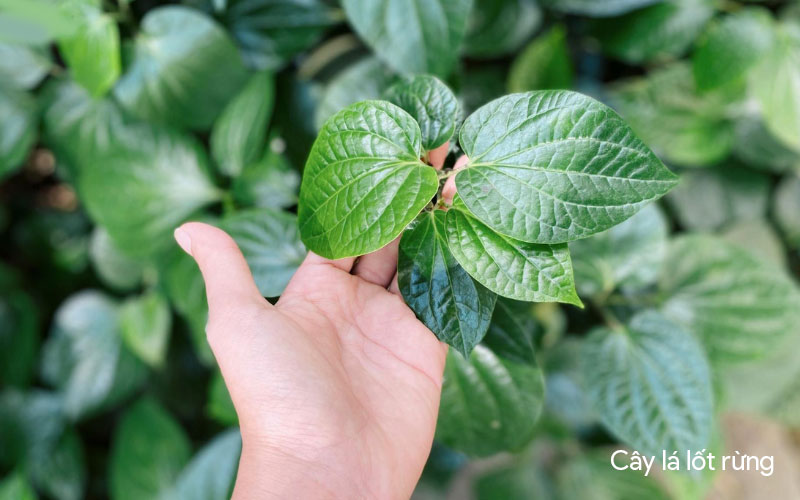 Cây lá lốt rừng lá nhỏ và thơm hơn