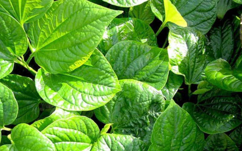 Cây lá lốt thuộc loại cây thân thảo