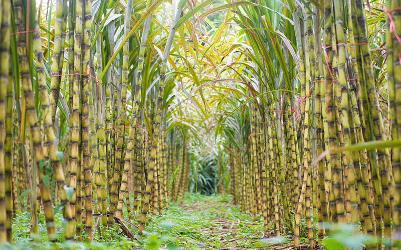 Cây mía đường tại vườn trồng mía chuyên canh