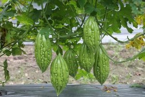 Cây Mướp đắng (Khổ qua) trồng siêu quả, mang lại giá trị kinh tế cao