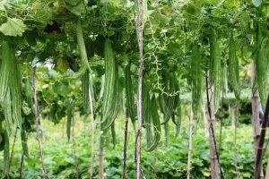 Cây mướp Nhật (Lặc lè, Lặc lày) trồng cao sản