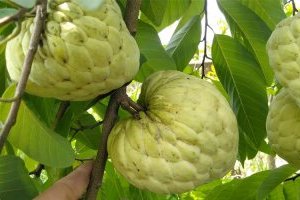 Cây na Thái Lan (Mãng cầu Thái) - Giống cây ăn quả mới cho năng suất, giá trị kinh tế cao