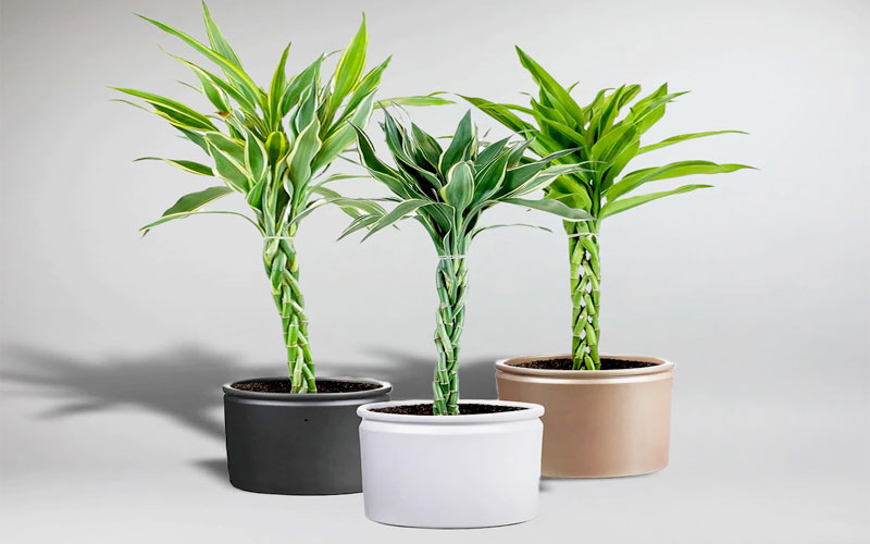 Cây trúc Phú Quý có nhiều tên gọi như Trúc Phất Dụ, Trúc Vạn Niên, Trúc Tiêu, Trúc Hạnh Vân