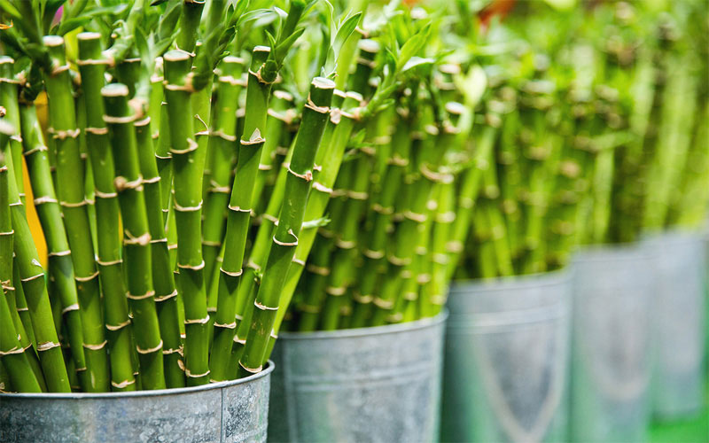 Cây trúc Phú Quý được chia thành 6 loại cơ bản