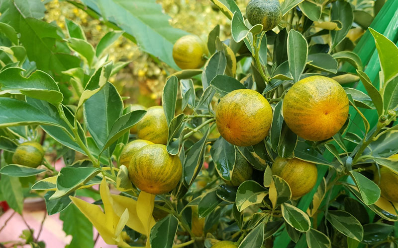 Cây quất cẩm thạch