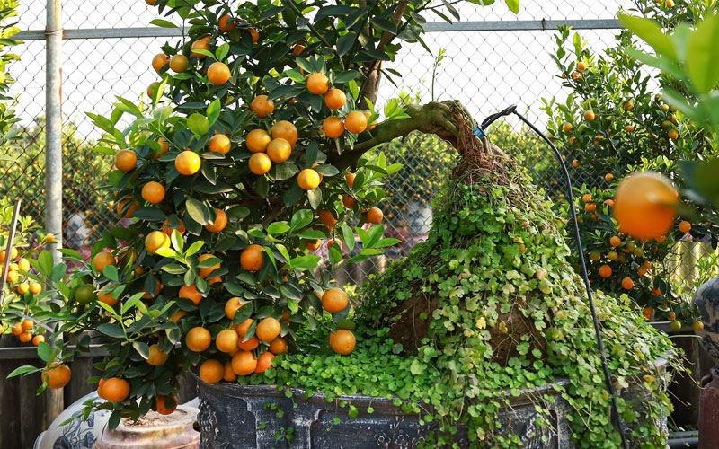 Quất đào ngày tết là giống cây cảnh khá dễ trồng và dễ chăm sóc.