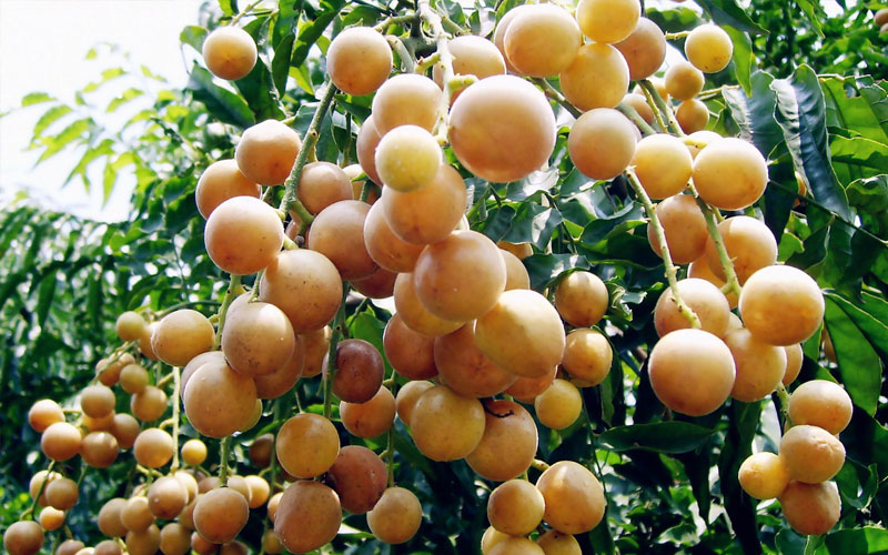 Cây quất hồng bì hay còn gọi là cây Nhâm