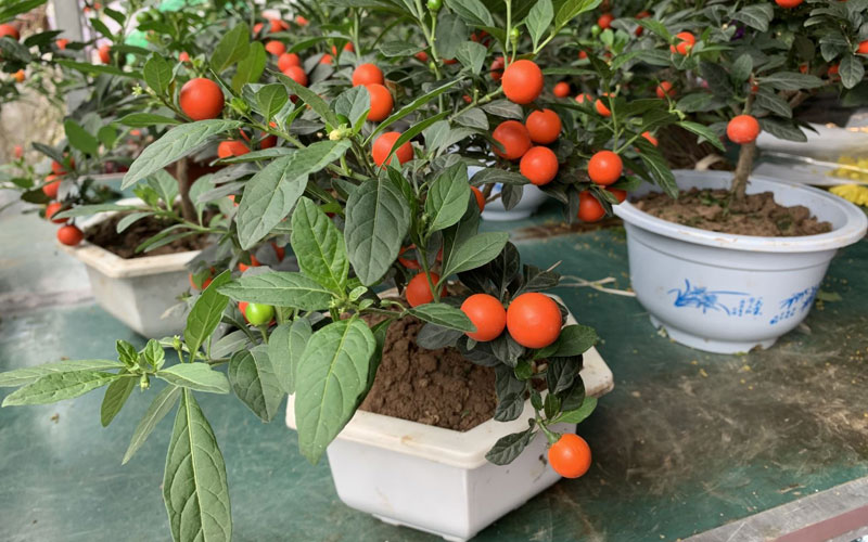 Cây quất Nhật còn gọi tên khác là Ớt Nhật