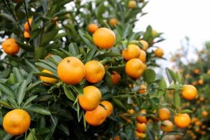 Ý nghĩa phong thủy cây Quất và cách chăm sóc cây quất sau Tết