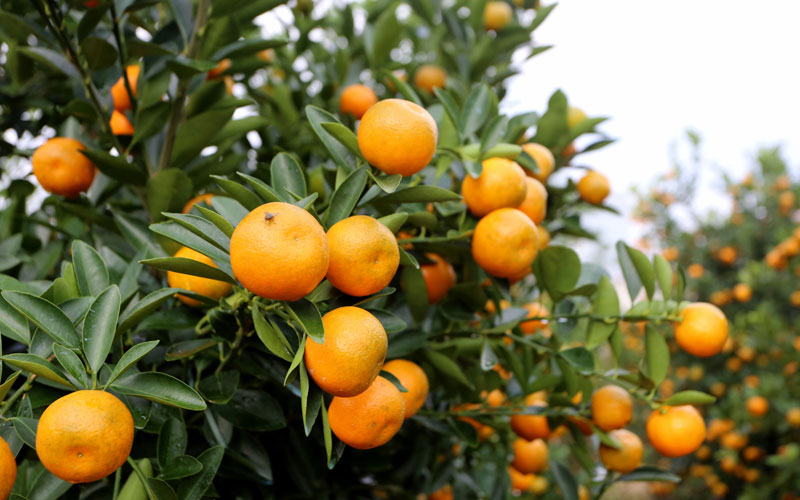 Ý nghĩa phong thủy cây Quất và cách chăm sóc cây quất sau Tết