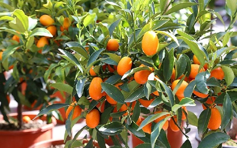 Cây quất có mấy loại? Trái quất và trái tắc khác nhau như thế nào?