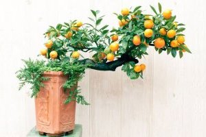 Cây quất có mấy loại? Trái quất và trái tắc khác nhau như thế nào?