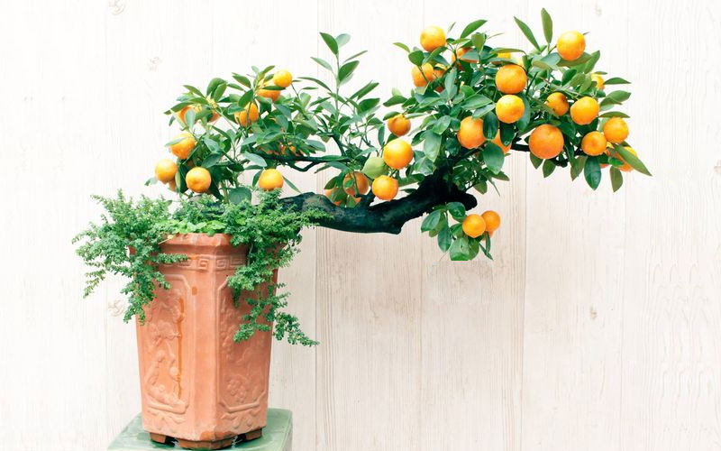 Ý nghĩa phong thủy cây Quất và cách chăm sóc cây quất sau Tết