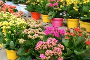 Cây hoa Sống Đời - Đặc điểm, Công dụng và Ý nghĩa phong thủy