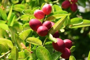 Cây Thần kỳ độc, lạ với cái tên đầy Bí ẩn