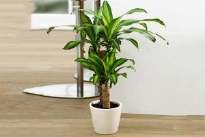 Cây Thiết mộc lan (Cây phát tài, Phất dụ thơm)