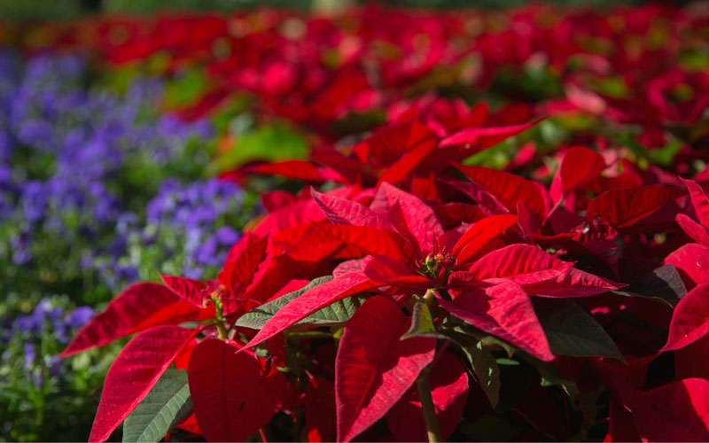 Cây Trạng Nguyên – Loài hoa đại diện cho sự thành công, đỗ đạt và may mắn.