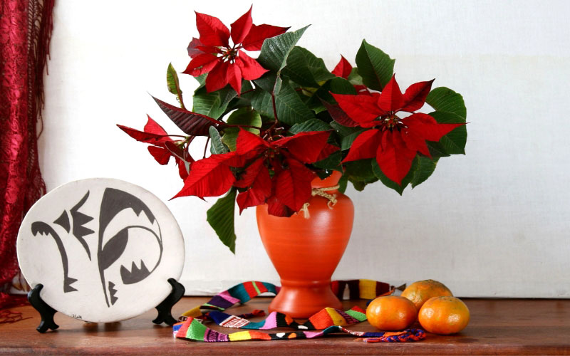 Cây Trạng Nguyên lớn còn có tên gọi khác là Nhất Phẩm Hồng.