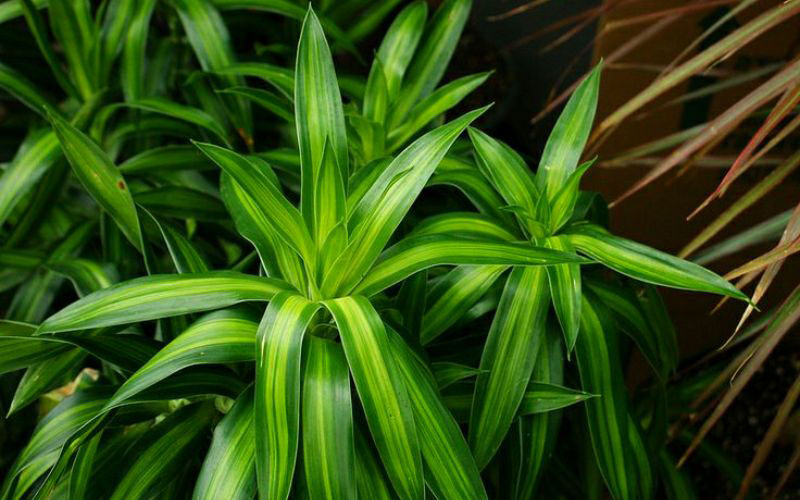 Trúc Bách Hợp có tên khoa học là Dracaena Reflexa.