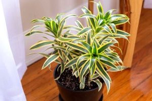 Cây Trúc Bách Hợp - Đặc điểm, Ý nghĩa và Cách chăm sóc