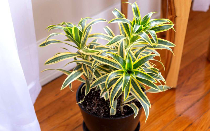 Cây Bách Hợp phong thuỷ thể hiện sự cầu mong mọi điều may mắn, suôn sẻ.