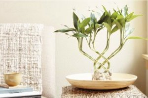 Bí mật về cây trúc Phú Quý phong thủy có thể bạn chưa biết