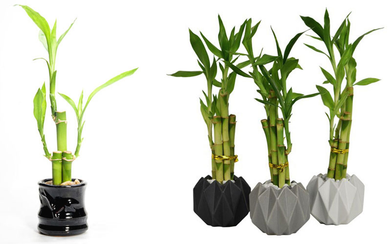 Cây trúc Phú Quý mang trong mình rất nhiều đặc điểm nổi bật và khác biệt