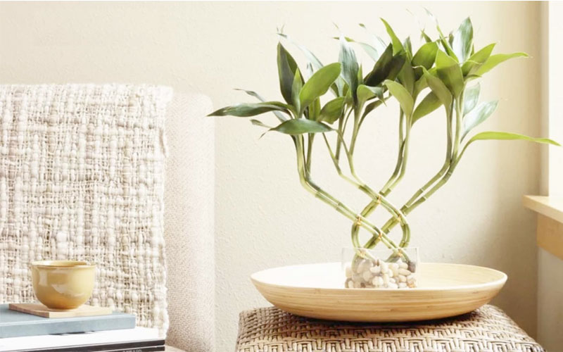 Cây trúc Phú Quý đem đến vẻ đẹp tuyệt vời cũng những điều may mắn cho gia chủ