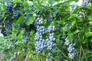 Cây Việt quất - Đặc điểm, phân loại và cách trồng cây sai trĩu quả