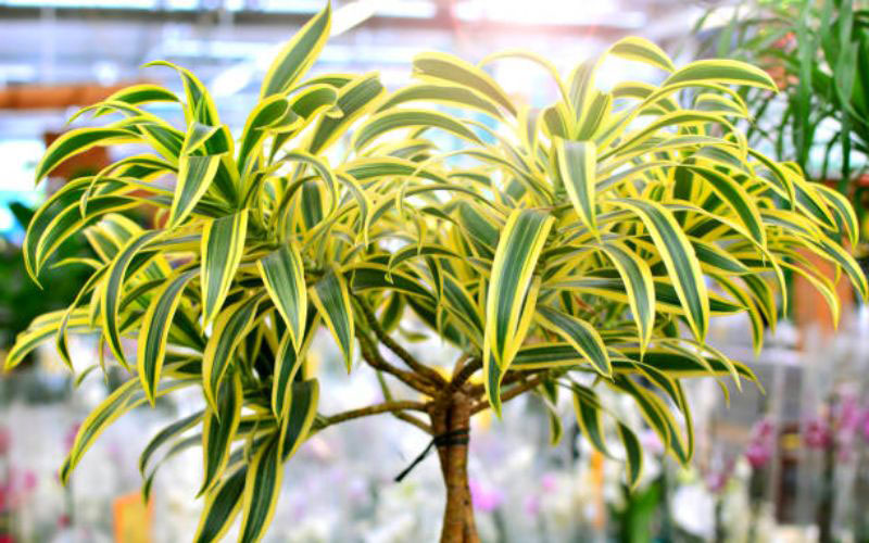 Cần đảm bảo ánh sáng và nhiệt độ chuẩn để cây phát triển tốt nhất