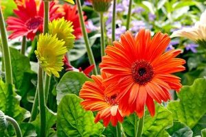 Những điều cần biết về Hoa Cúc Đồng Tiền bạn không nên bỏ qua