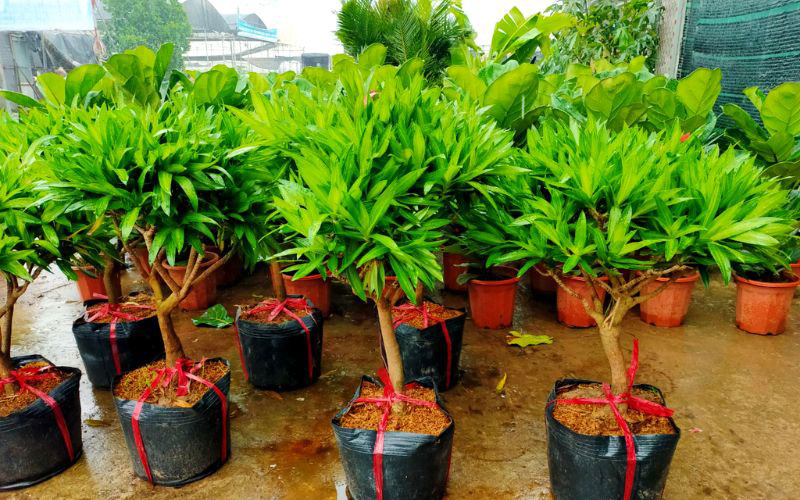 Giá của Trúc Bách Hợp có phần cao hơn so với các loại cây cảnh thông thường khác.