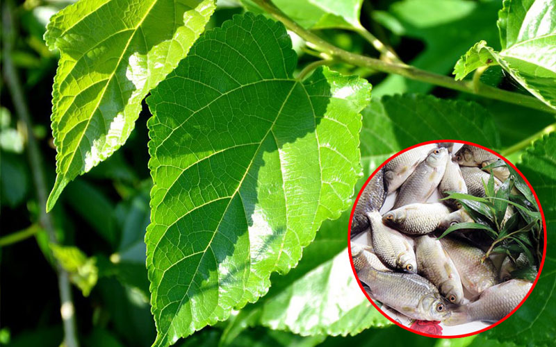 Lá dâu tằm kết hợp cá diếc giúp hạ huyết áp