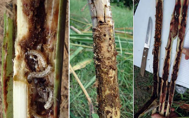 Một số loại sâu bệnh hại cây mía