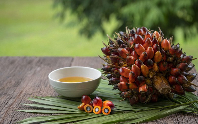 Quả cọ dầu nếp có thể chế biến thành nhiều món ăn