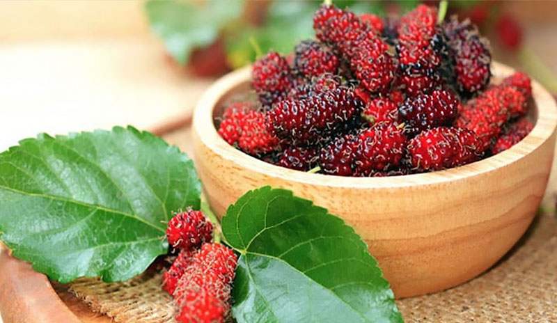 Quả dâu tằm có rất nhiều lợi ích cho sức khỏe