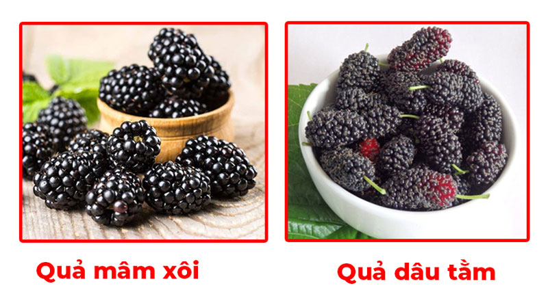 Phân biệt Quả mâm xôi và quả dâu tằm