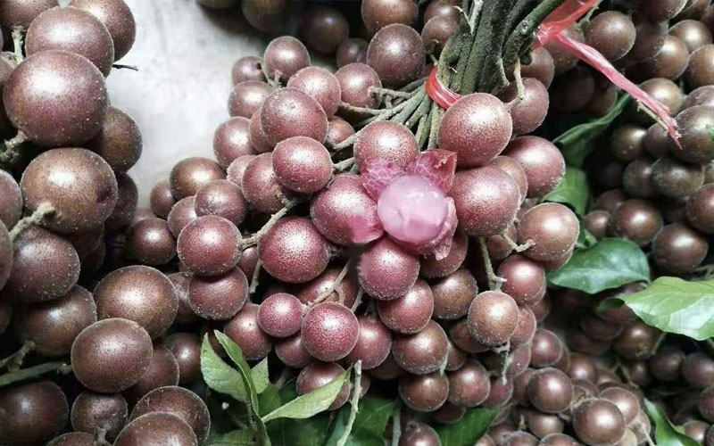 Cây quất hồng bì tím