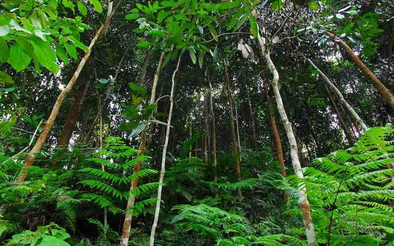 Quế Thanh là giống quế cho năng suất cao