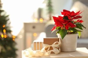 Cây Trạng Nguyên - Loài hoa đại diện cho sự thành công, đỗ đạt và may mắn