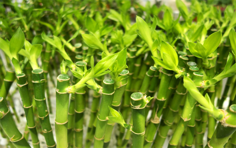 Tùy theo việc bạn chọn loại cây nào mà cách trồng và chăm sẽ không giống nhau