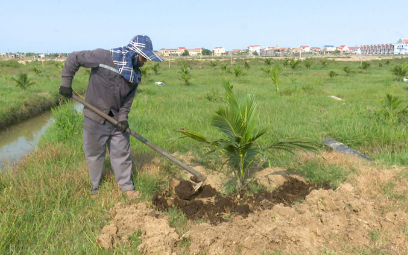 Vun đất bón phân cho cây dừa